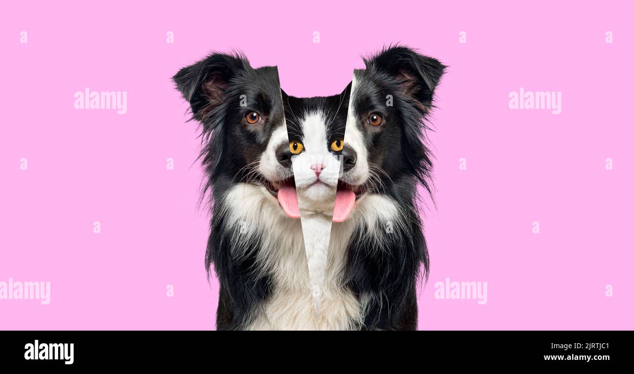 Imagen que muestra la diferencia entre la cabeza de un perro y la de un gato, la cabeza se disparó una al lado de la otra sobre el fondo rosa Foto de stock