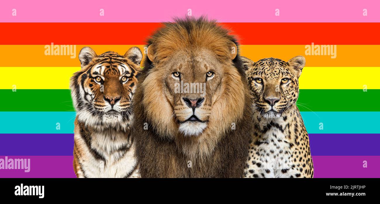 León, tigre y leopardo manchados, juntos delante de la bandera DEL ARCO IRIS Foto de stock
