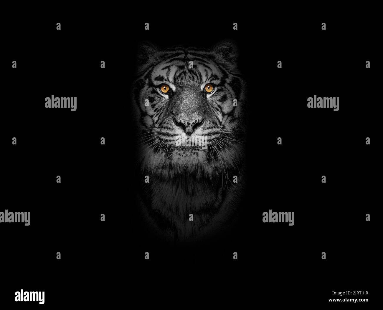 Retrato en blanco y negro de un tigre mirando la cámara sobre fondo negro, ojos amarillos Foto de stock