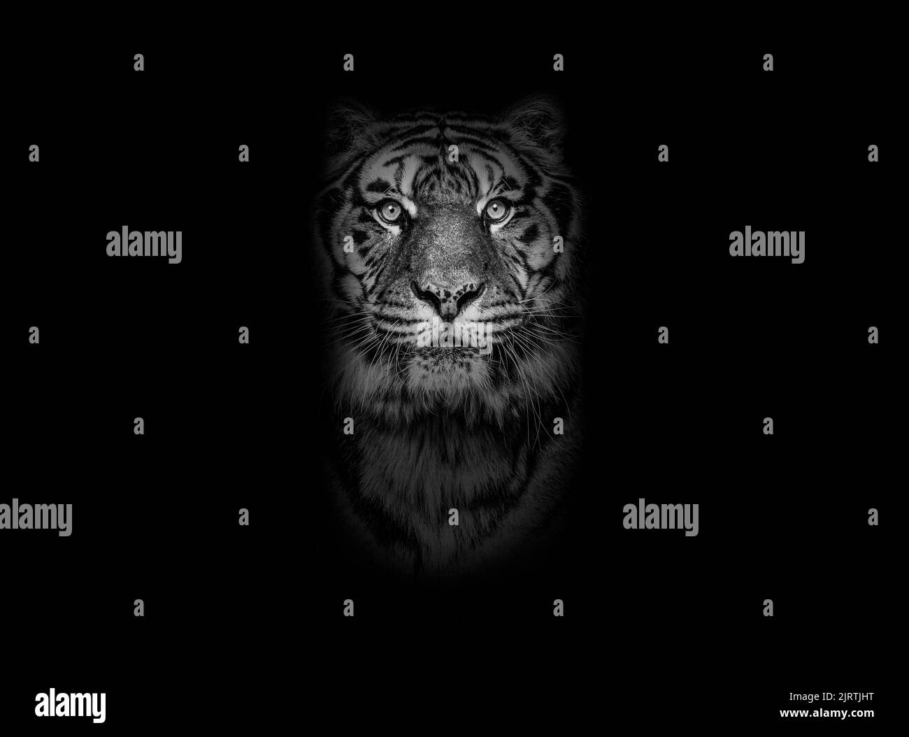 Retrato en blanco y negro de un tigre mirando la cámara sobre un fondo negro Foto de stock