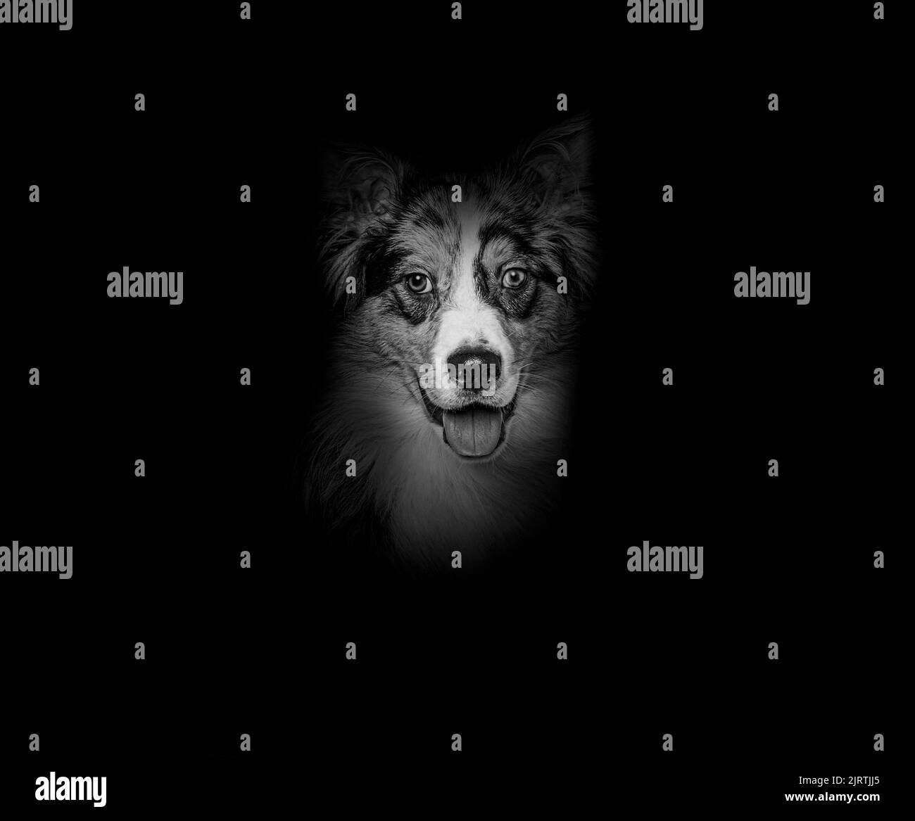 Plano de la cabeza en blanco y negro de un collie borde de Bleu merle de ojos extraños, sobre fondo negro Foto de stock