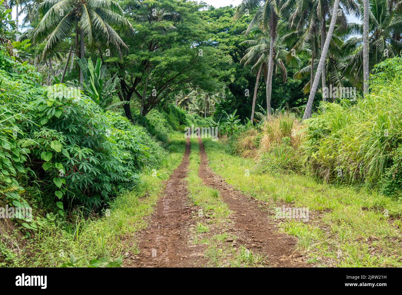 Un camino de tierra en las tierras altas del pacífico Sur muestra la vegetación típica de esta zona. Foto de stock