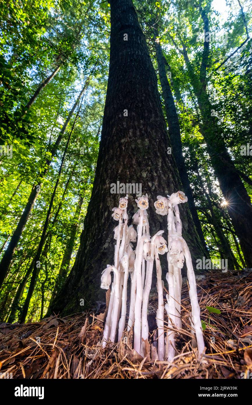 Planta India de Pipa o Fantasma (Monotropa uniflora) - cerca del Bosque Nacional Pisgah, Brevard, Carolina del Norte, Estados Unidos Foto de stock