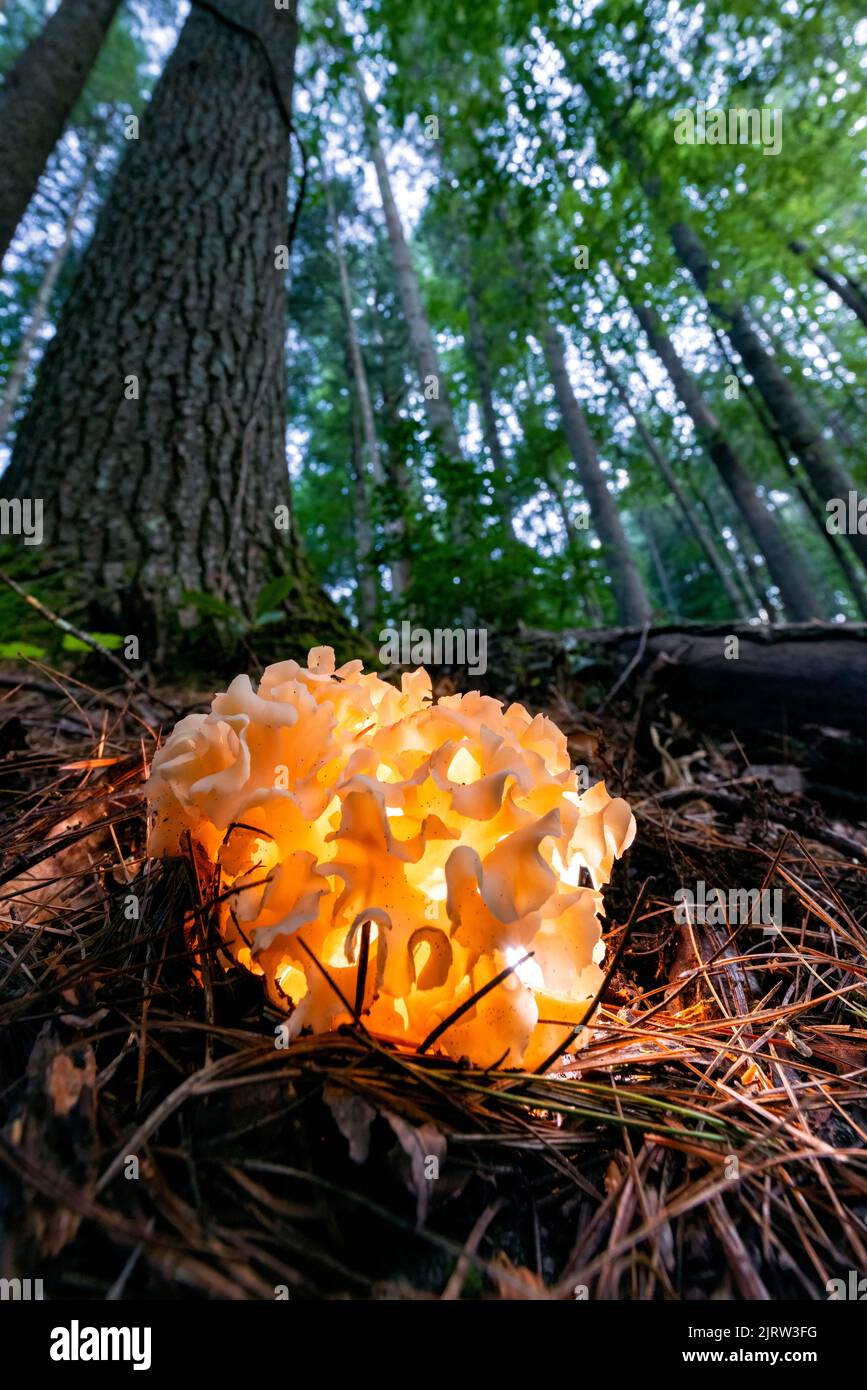 Champiñones coliflor (género Sparasssis) iluminados en el bosque - cerca del Bosque Nacional Pisgah, Brevard, Carolina del Norte, EE.UU Foto de stock