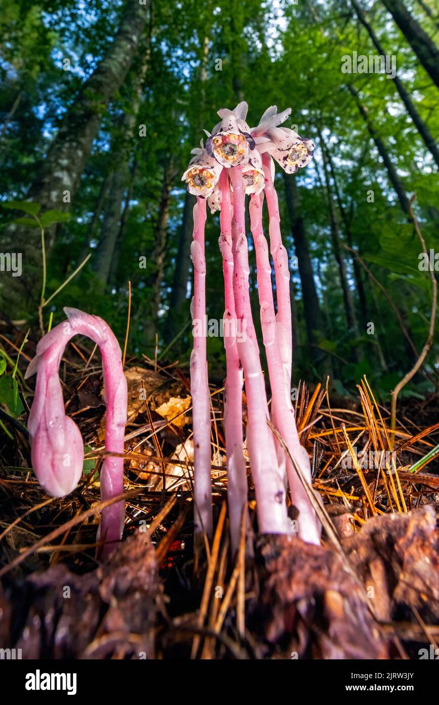 Planta India de Pipa o Fantasma (Monotropa uniflora) con variación de color rosa - cerca del Bosque Nacional Pisgah, Brevard, Carolina del Norte, Estados Unidos Foto de stock