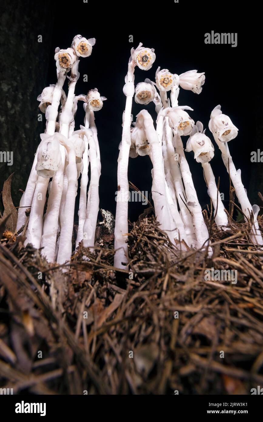 Planta India de Pipa o Fantasma (Monotropa uniflora) - cerca del Bosque Nacional Pisgah, Brevard, Carolina del Norte, Estados Unidos Foto de stock