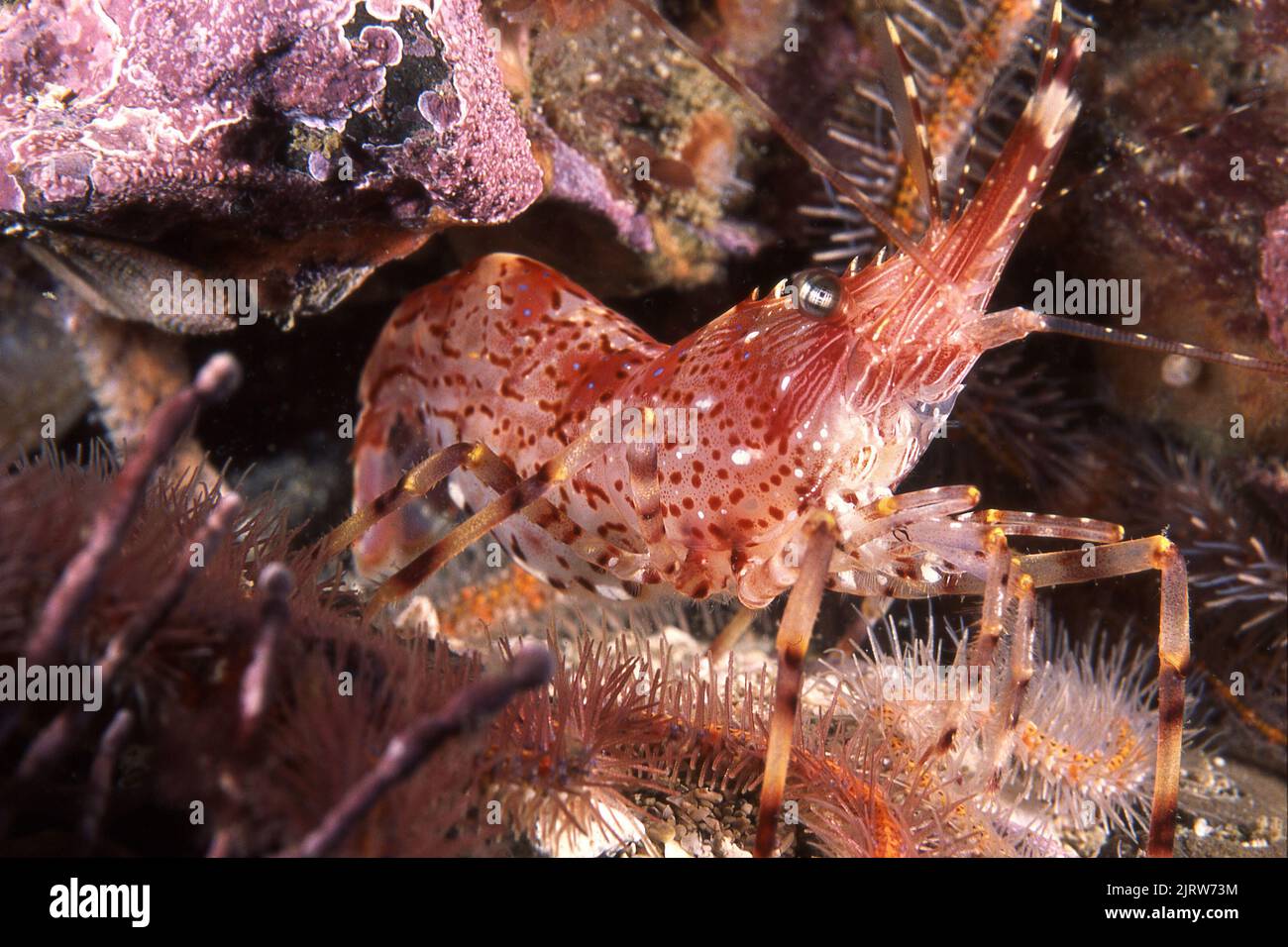 Un pequeño camarón rayado rojo se esconde en una cornisa en un arrecife en las Islas del Canal de California. Foto de stock