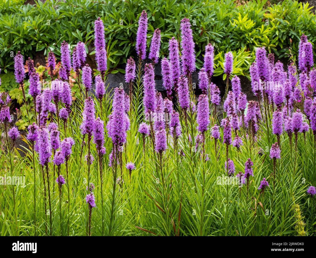 Llamativas puntas púrpuras de Liatris spicata, también conocidas como Kansas Gayfeather o densa estrella Blazing en los Jardines Botánicos Reales de Copenhague, Dinamarca Foto de stock