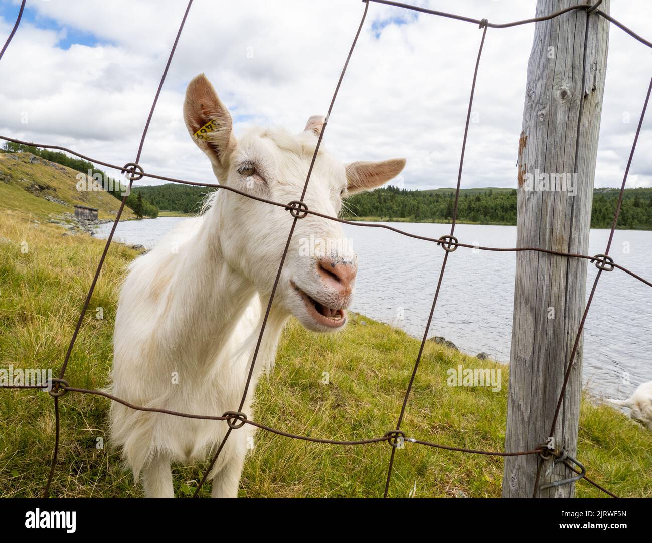 Cabra blanca doméstica en una granja de cabras en el centro de Noruega Foto de stock