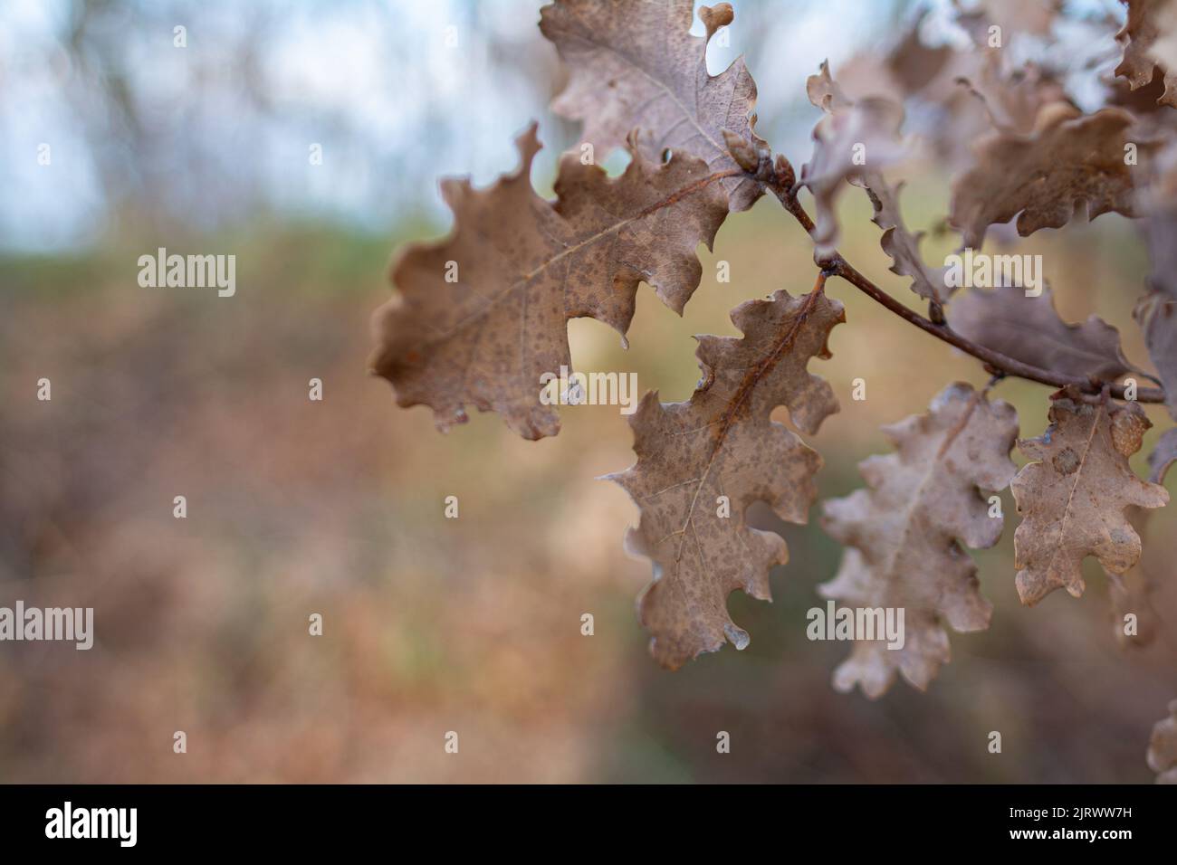 El roble marrón (Quercus) sale a finales de otoño Foto de stock