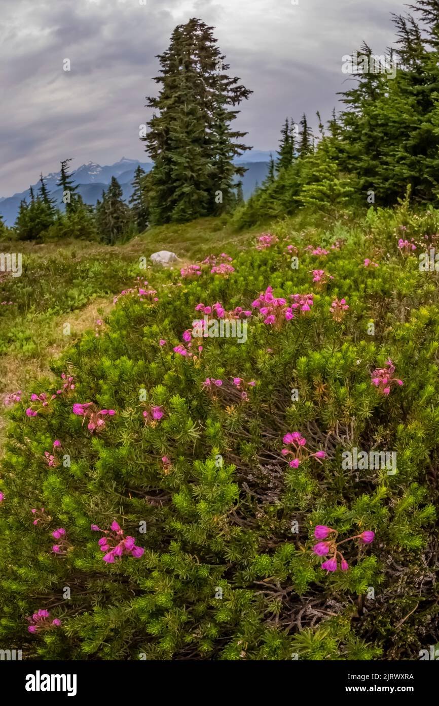 Pink Mountain-Heath, Phyllodoce empetriformis, floreciendo en Evergreen Mountain, Cascade Range, Mt. Baker-Snoqualmie National Forest, Washington State, Foto de stock