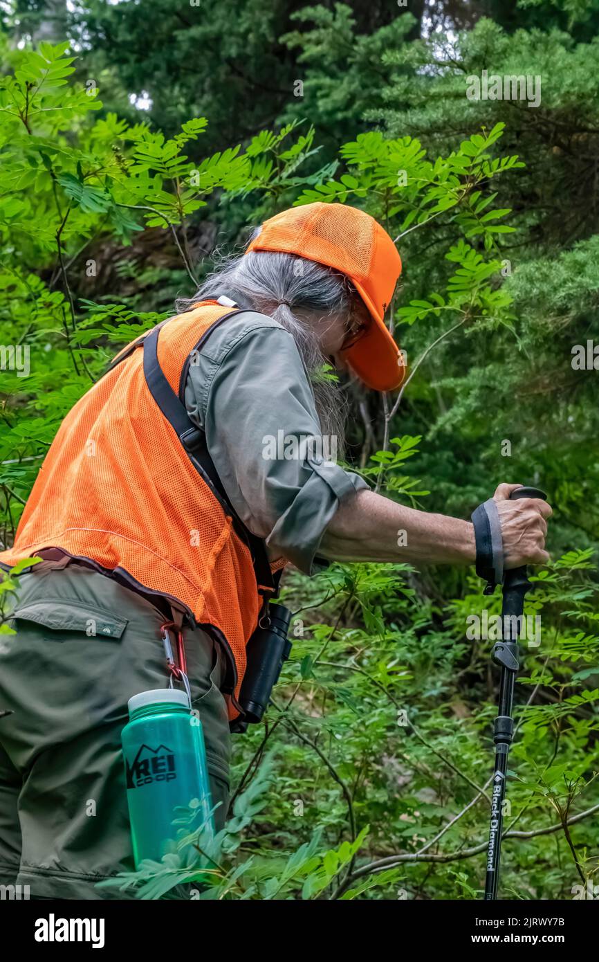 Karen Rentz vestida de naranja durante la temporada de caza de mazorcas en Evergreen Mountain, Cascade Range, Mt. Baker-Snoqualmie National Forest, Washington State, Foto de stock