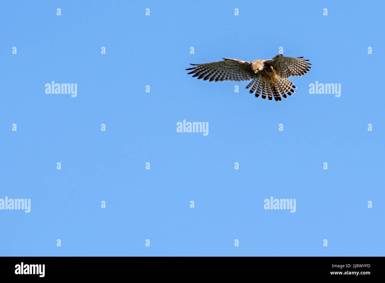 Kestrel común / kestrel europeo / kestrel euroasiático (Falco tinnunculus) hembra en vuelo, flotando con las plumas de la cola esparcidas, buscando presa abajo Foto de stock