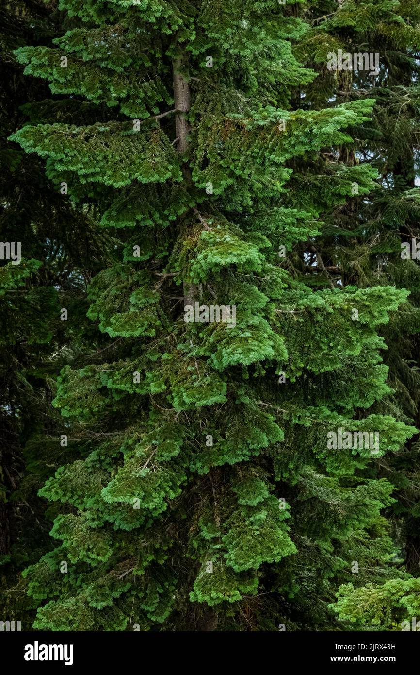 Grand Fir, Abies grandis, adyacente a un prado subalpino en Evergreen Mountain, Cascade Range, Mt. Bosque Nacional Baker-Snoqualmie, Estado de Washington Foto de stock