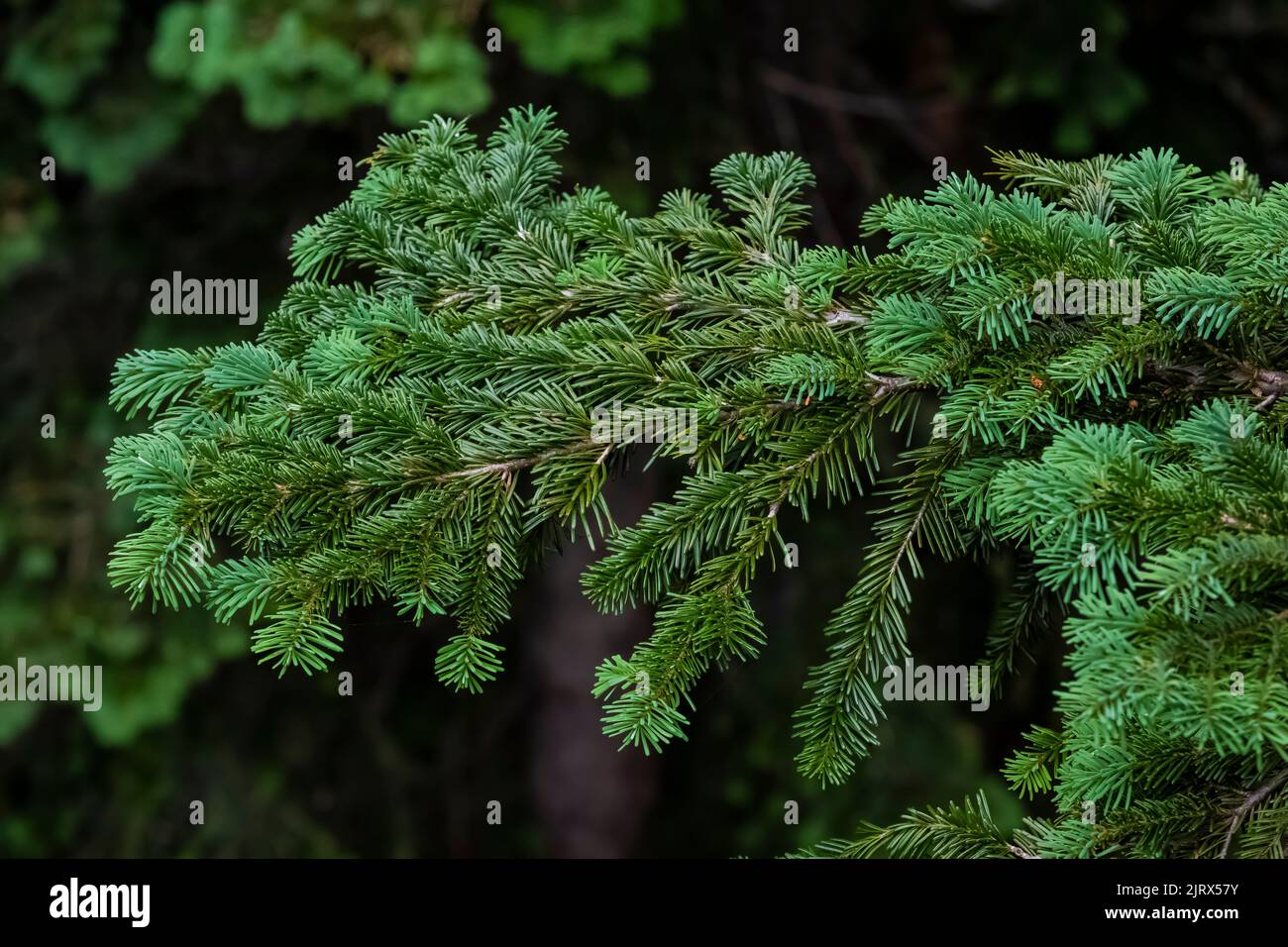 Grand Fir, Abies grandis, adyacente a un prado subalpino en Evergreen Mountain, Cascade Range, Mt. Bosque Nacional Baker-Snoqualmie, Estado de Washington Foto de stock
