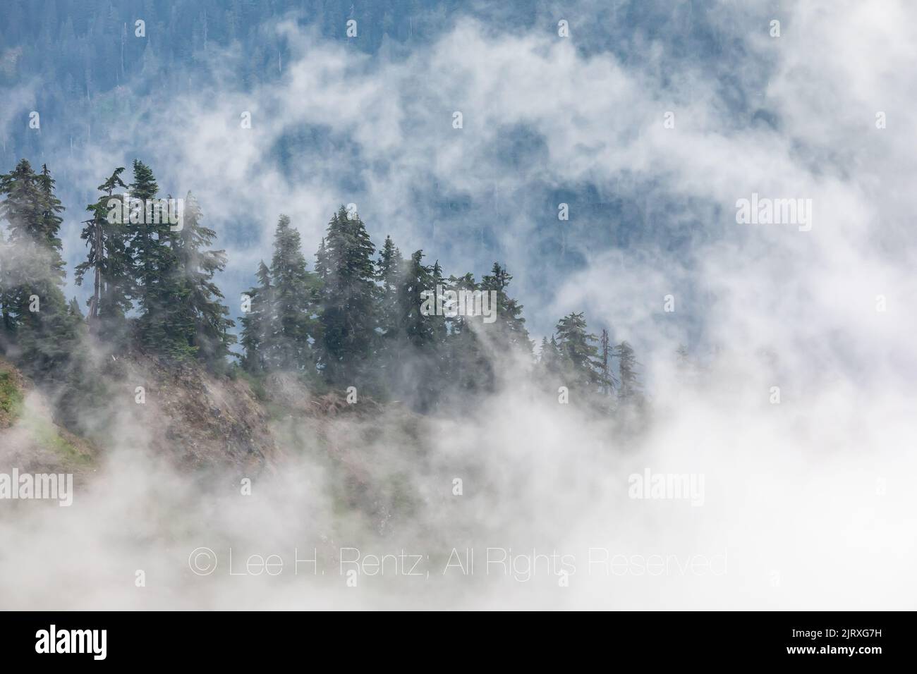 Nubes y árboles bajos tipo Zen vistos desde el mirador de Evergreen Mountain, Cascade Range, Mt. Bosque Nacional Baker-Snoqualmie, Estado de Washington, EE.UU Foto de stock
