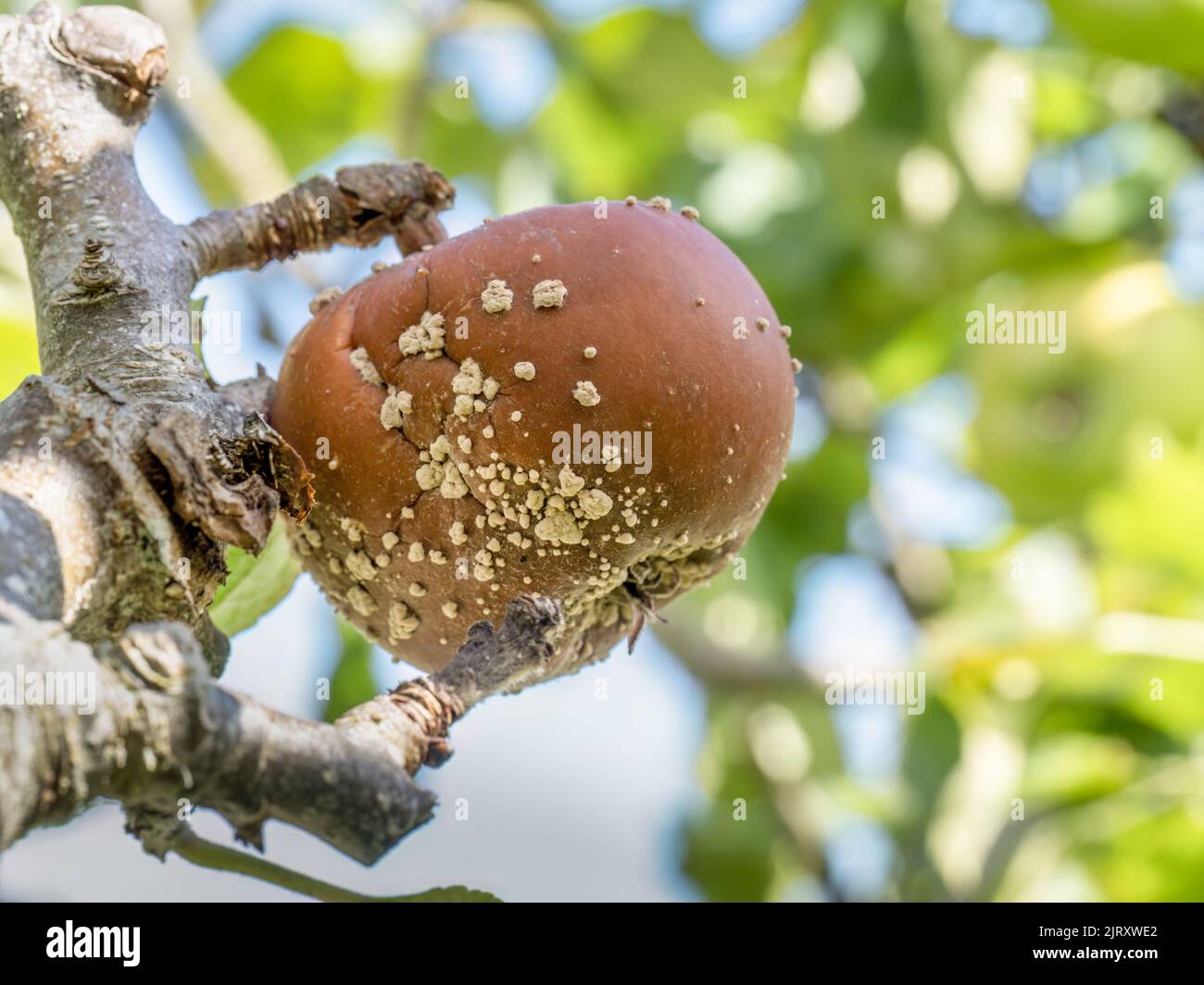 Pudrición marrón sobre manzana, hongo monilia. Foto de stock