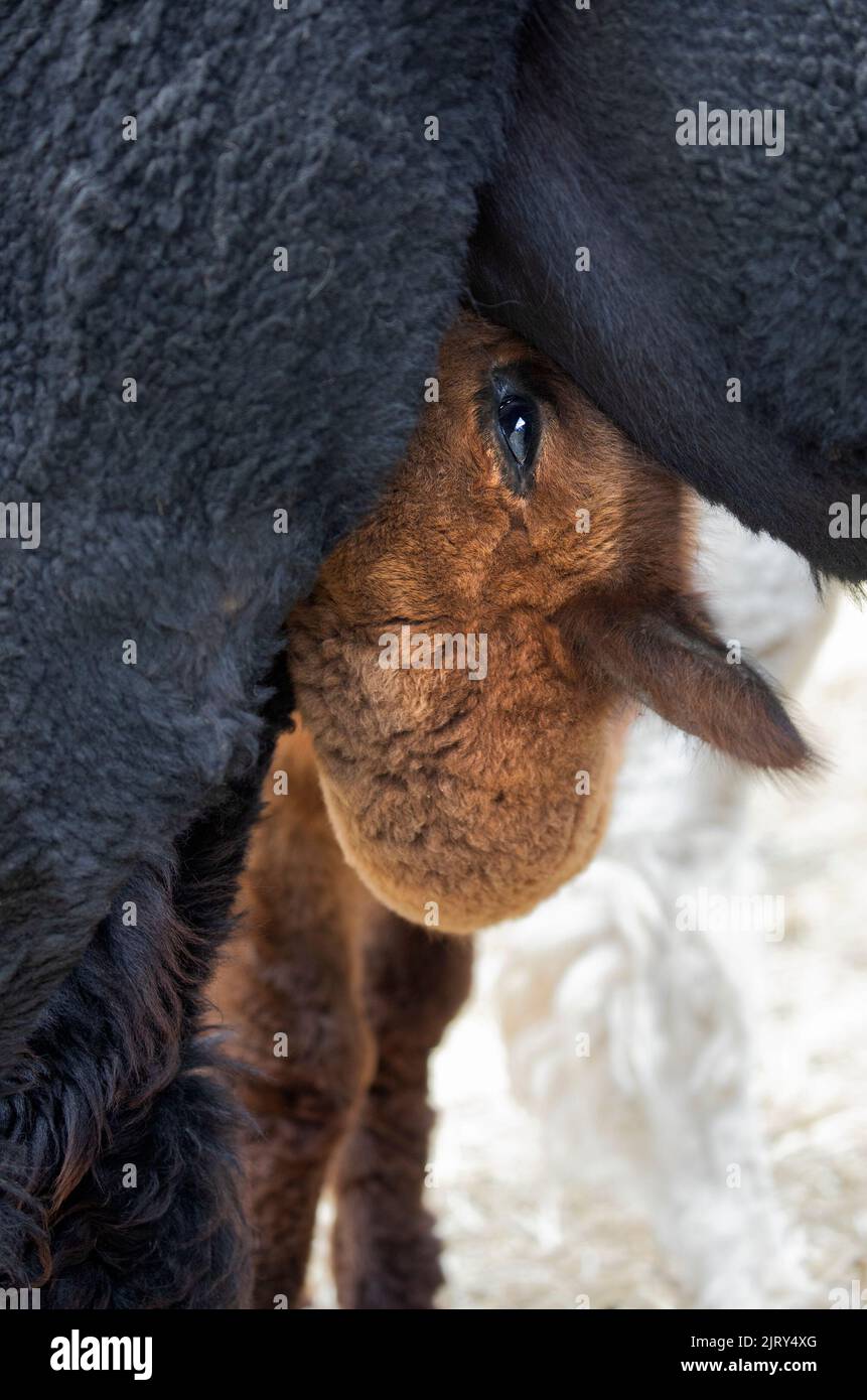 Huacaya alpaca bebé (cria) amamantando de madre, de cerca. Pacos vicugna Foto de stock