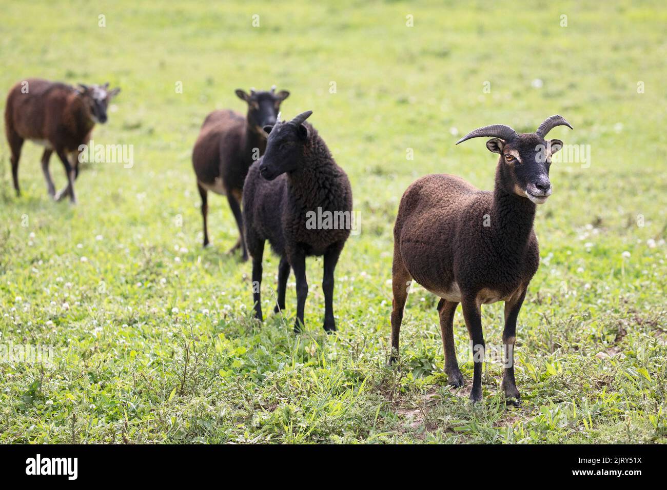 Oveja Soay que conduce un rebaño mixto de la raza. Las ovejas de Soay son una raza rara de ganado similar a los antepasados de las ovejas domésticas. Alberta, Canadá. Foto de stock