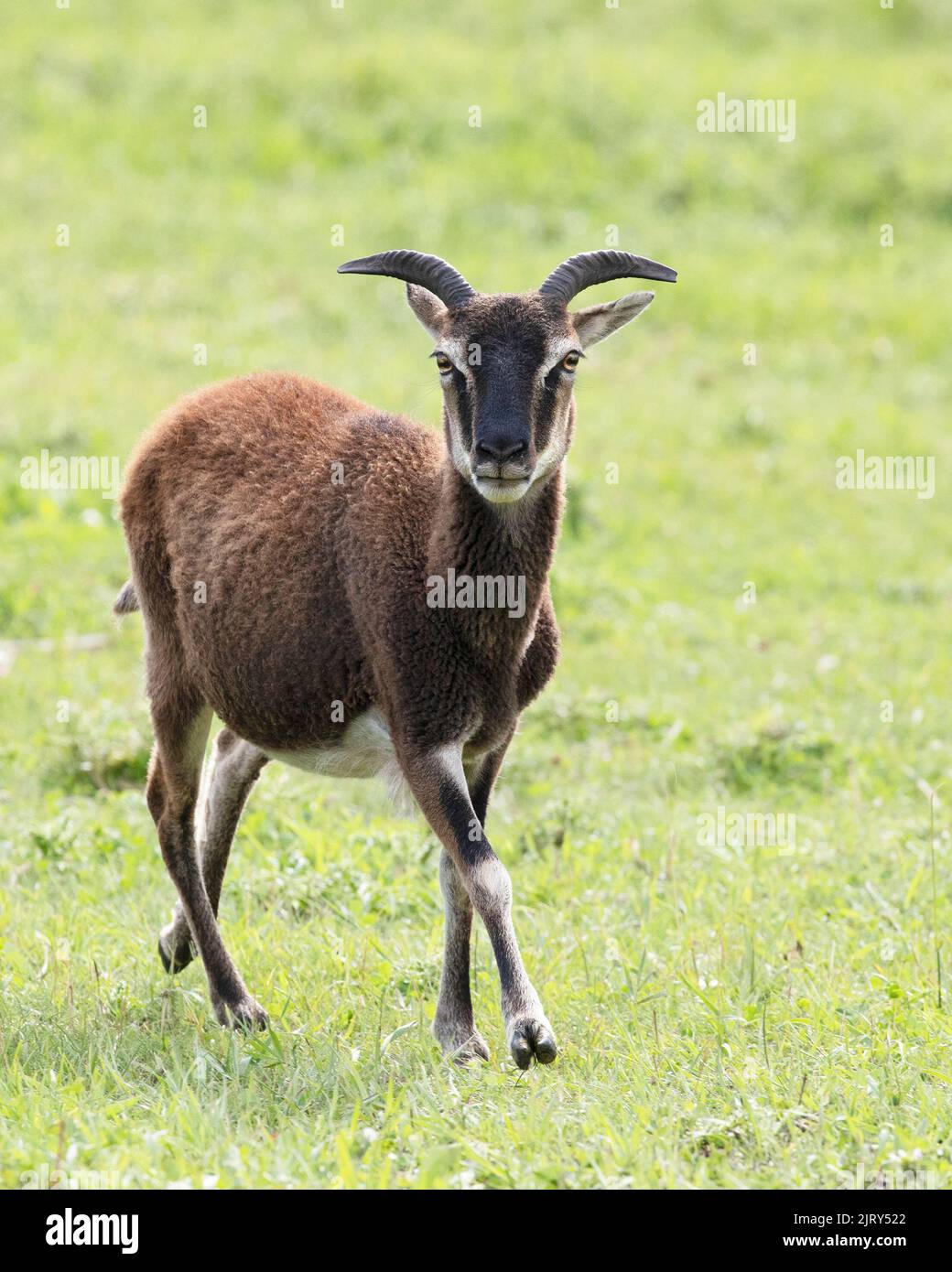 Oveja de Soay, una rara raza de ganado similar a los antepasados de las ovejas domésticas, caminando en pastos de pasto en una granja del patrimonio en Canadá. Ovis aries Foto de stock