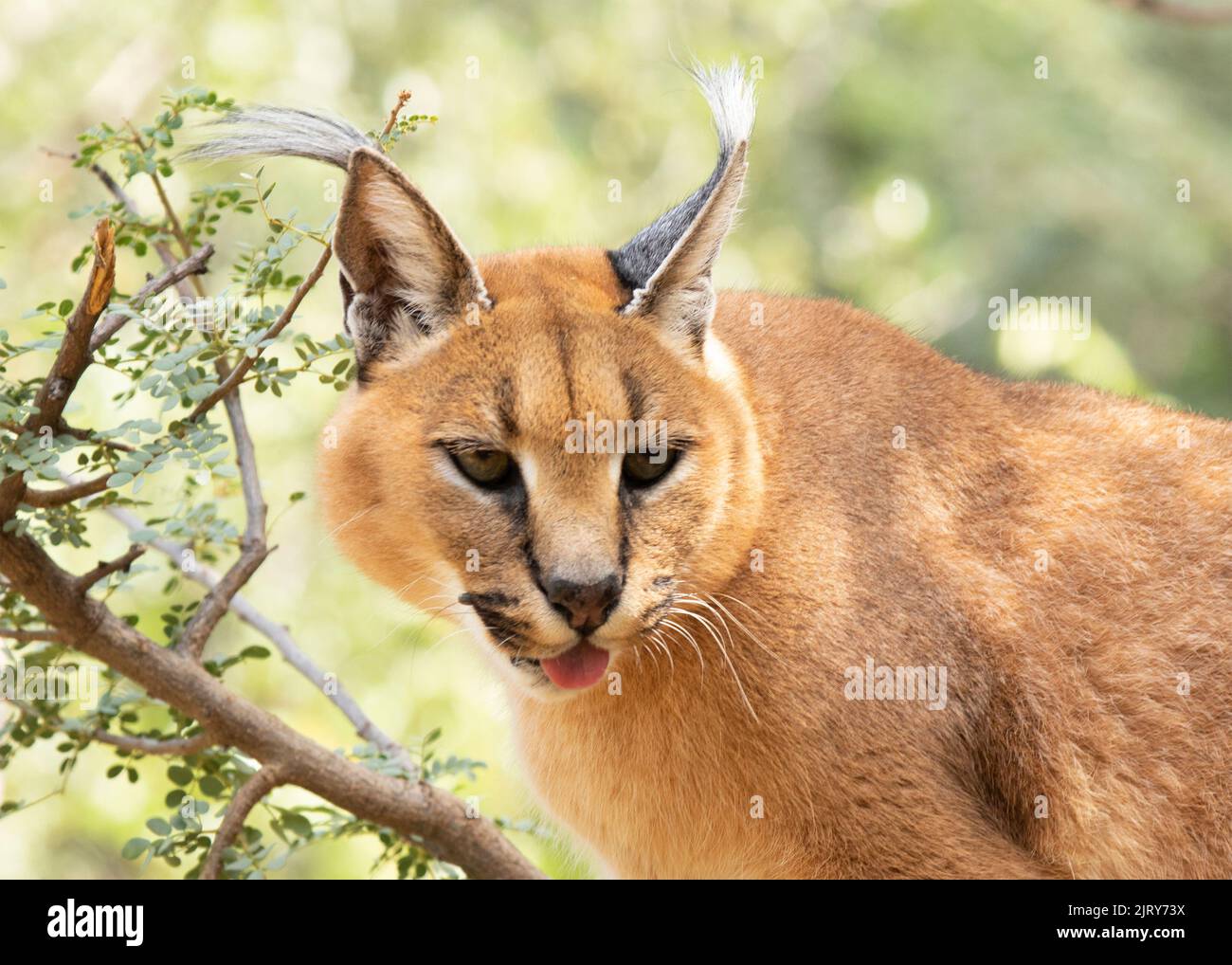 Gatos Caracal Raza