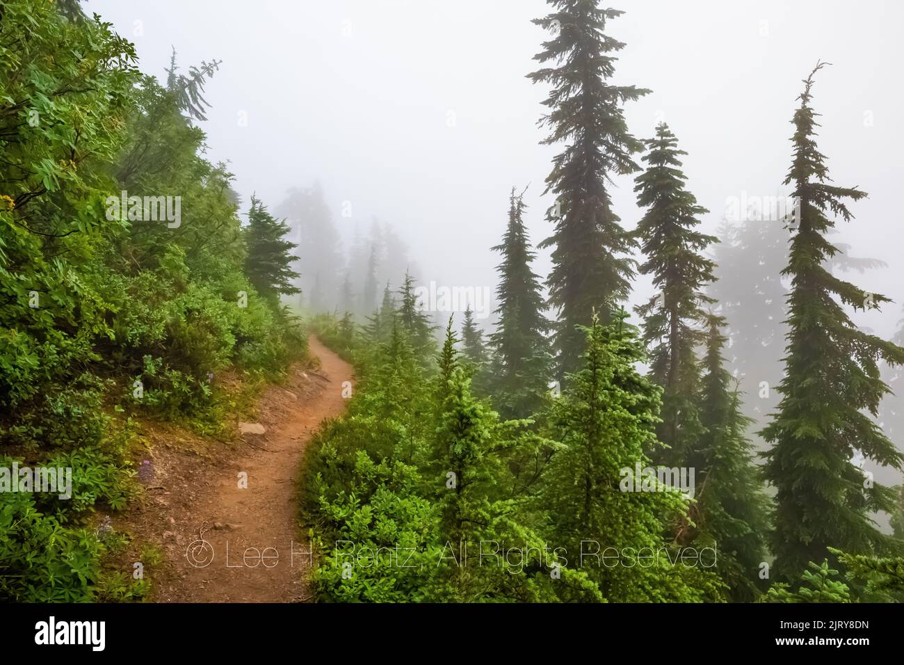 Bosque alrededor de Evergreen Mountain Lookout en una mañana con niebla, Mt. Baker–Snoqualmie National Forest, Washington State, EE.UU Foto de stock
