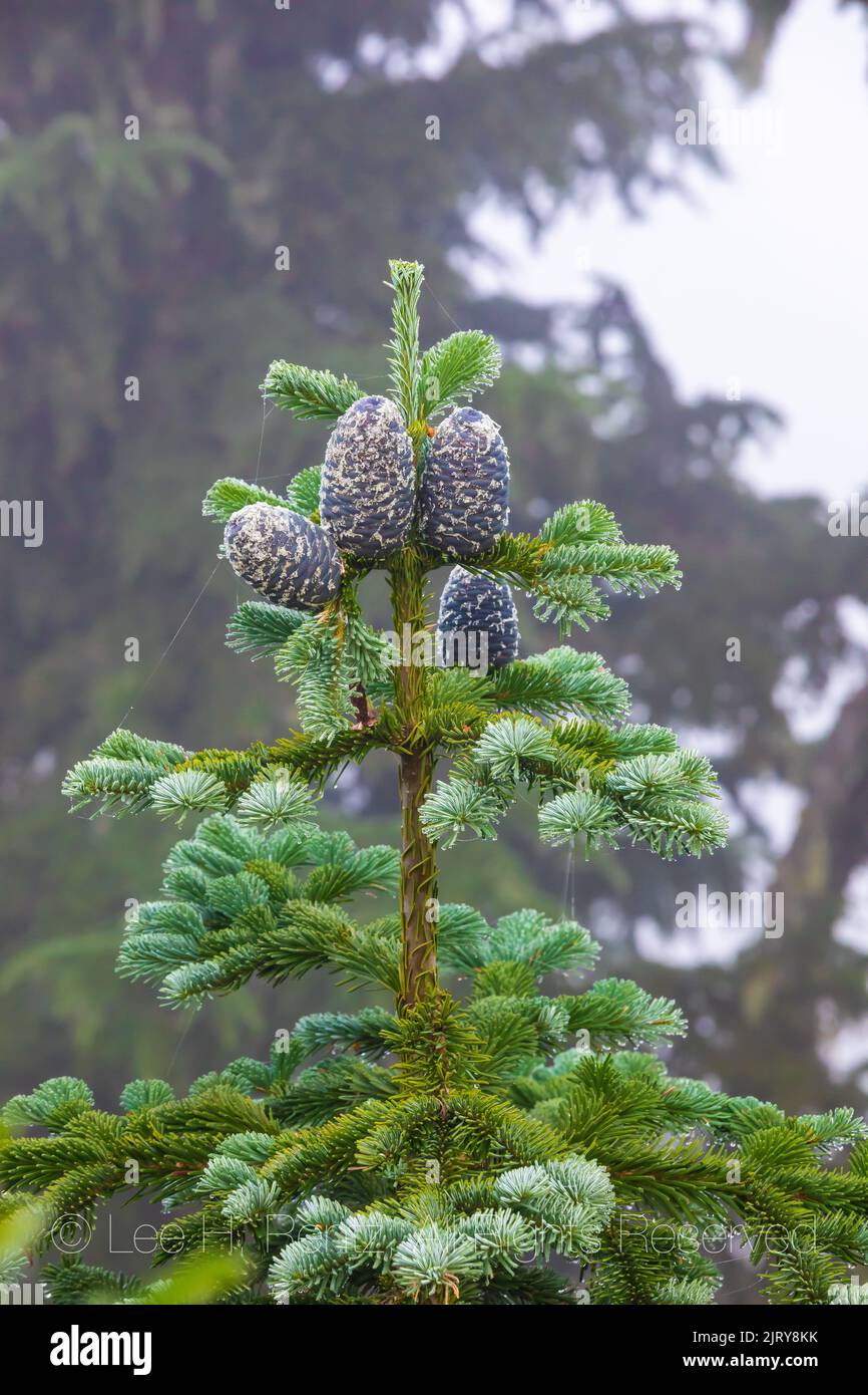Grand Fir, Abies procera, conos y agujas en Evergreen Mountain, Cascade Range, Mt. Bosque Nacional Baker-Snoqualmie, Estado de Washington, EE.UU Foto de stock