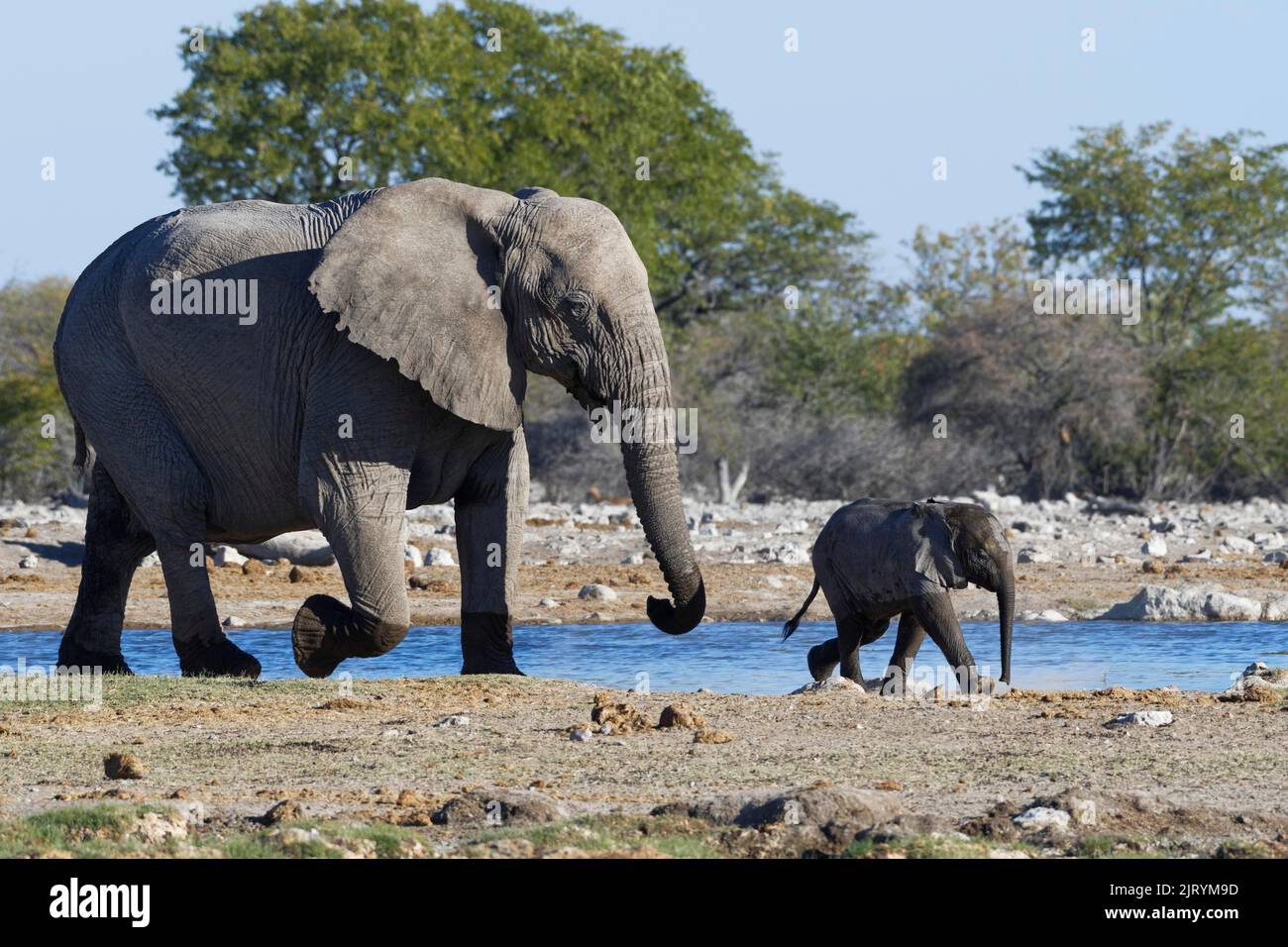 Elefantes de monte africano (Loxodonta africana), madre con elefante pequeño caminando por el estanque, Parque Nacional Etosha, Namibia, África Foto de stock