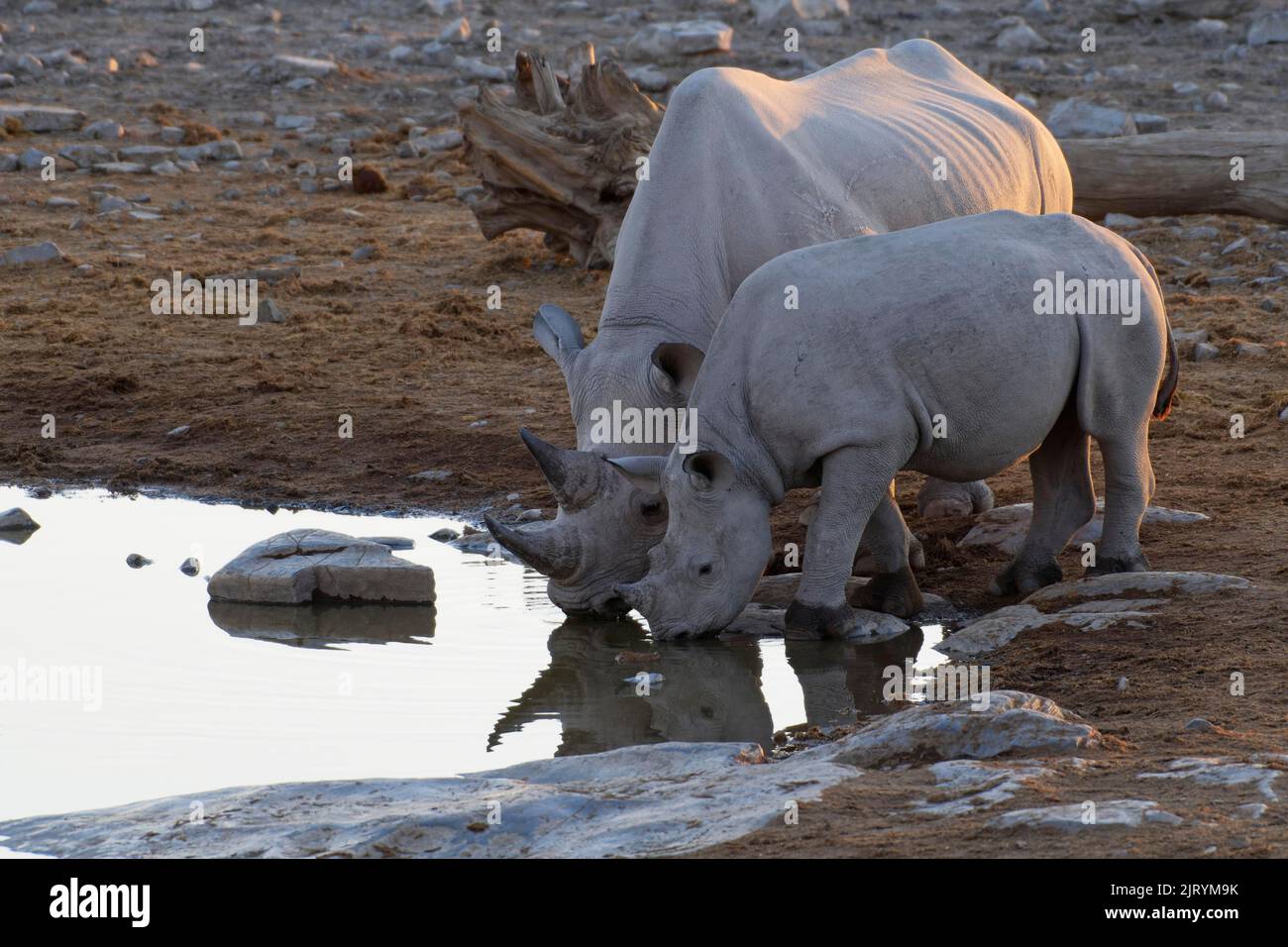 Rinocerontes negros (Diceros bicornis), madre y ternero, reflejándose en el agua, bebiendo en el estanque, luz nocturna, Parque Nacional Etosha, Namibia, Foto de stock