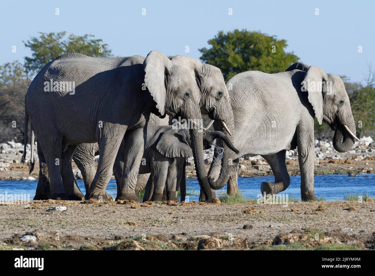 Elefantes africanos de monte (Loxodonta africana), rebaño con jóvenes que beben en un pozo de agua, Parque Nacional Etosha, Namibia, África Foto de stock