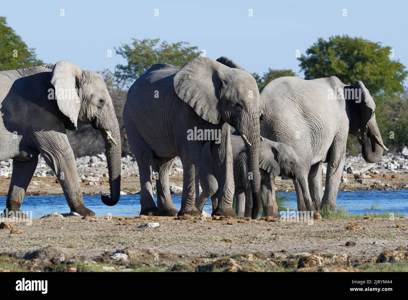 Elefantes africanos de matorral (Loxodonta africana), rebaño de jóvenes que beben en un pozo de agua, Parque Nacional Etosha, Namibia, Afric, África Foto de stock