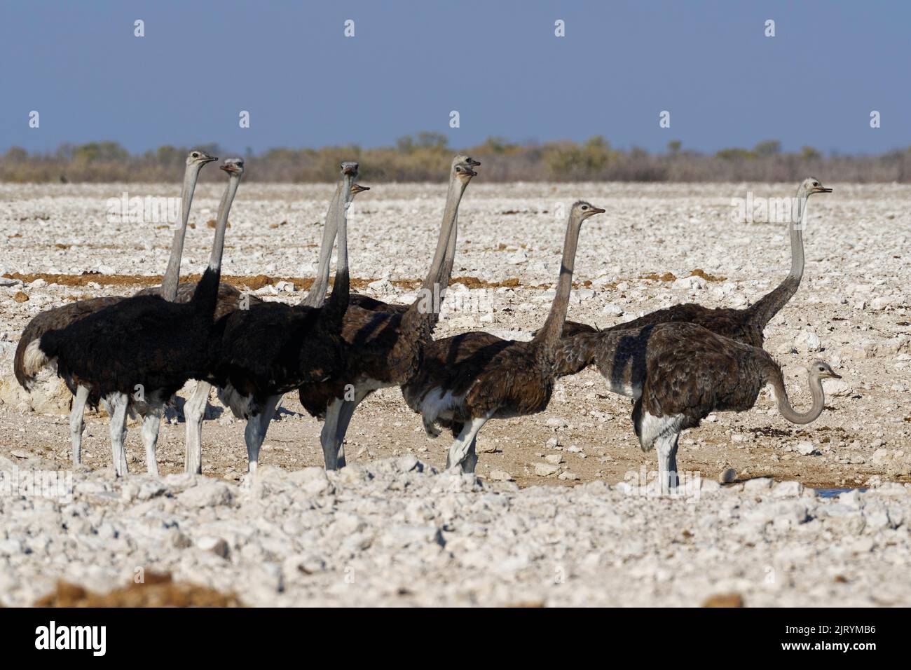 Avestruces sudafricanos (Struthio camelus australis), rebaño, recolección de avestruces adultos machos y hembras en el estanque, Parque Nacional Etosha, Namibia, Foto de stock