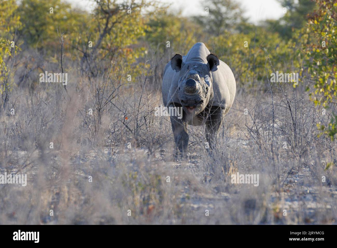 Rinoceronte negro (Diceros bicornis) con cuernos aserrados, medida contra la caza furtiva, forrajeo de adultos, Parque Nacional Etosha, Namibia, África Foto de stock