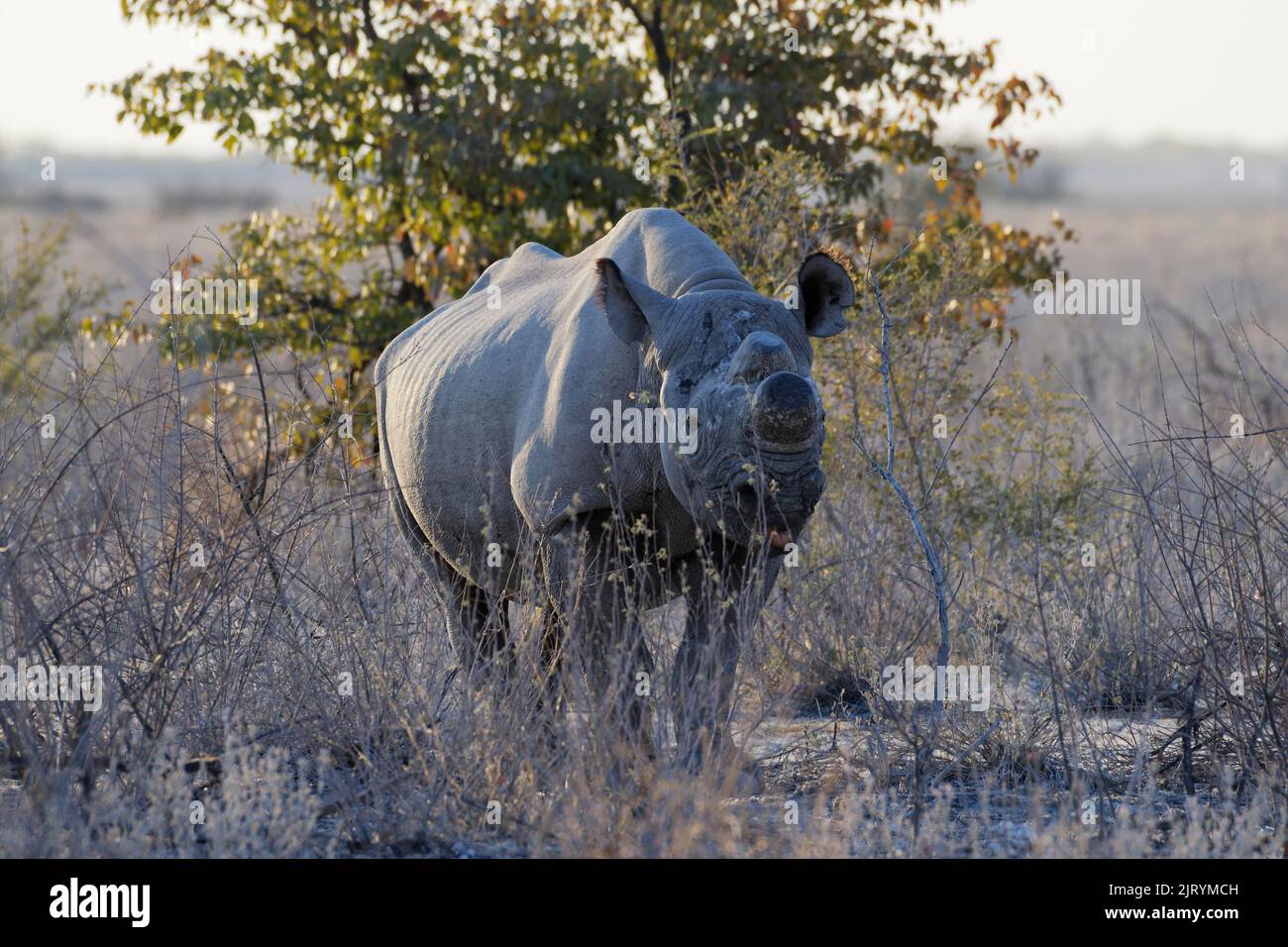 Rinoceronte negro (Diceros bicornis) con cuernos aserrados, medida contra la caza furtiva, forrajeo de adultos, Parque Nacional Etosha, Namibia, África Foto de stock