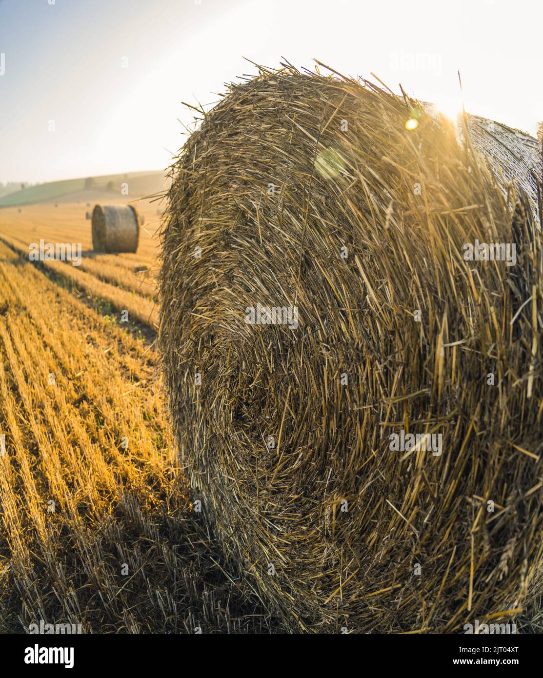 Primer plano de heno en la paca de heno con resplandor brillante del sol de la mañana. Campo de oro campo natural paisaje. Agricultura. Disparo vertical. Fotografía de alta calidad Foto de stock