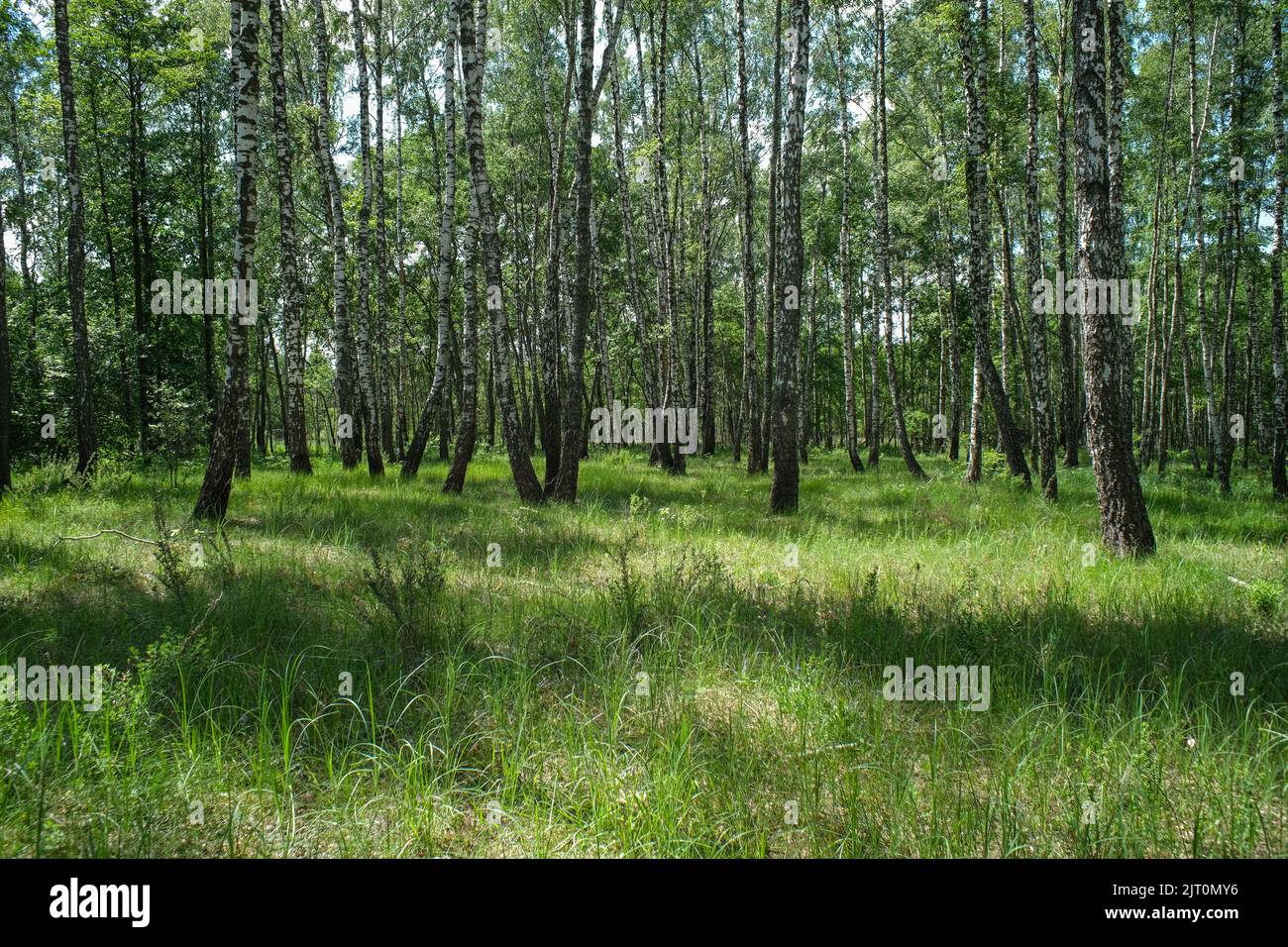 Denso bosque de abedul. Bosque verde con abedul joven. Foto de stock