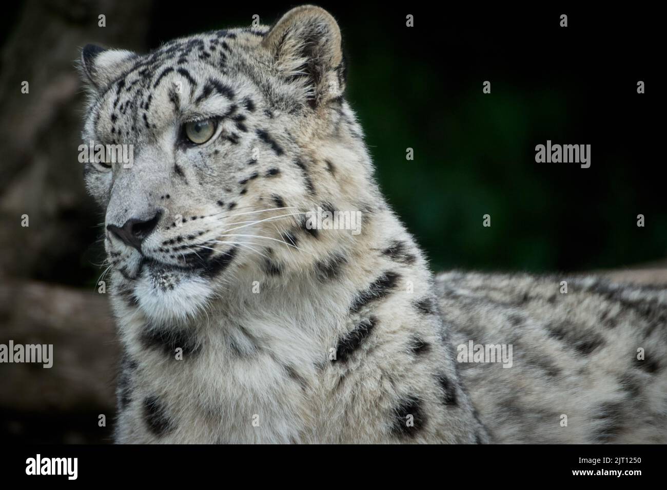 Primer plano de un leopardo de las nieves (Panthera uncia) Foto de stock