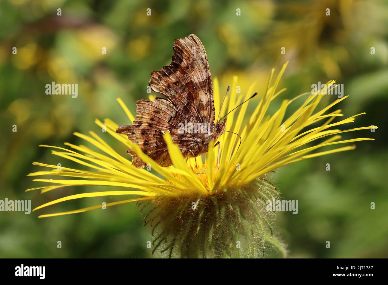 Coma Mariposa Polygonia c-album Foto de stock