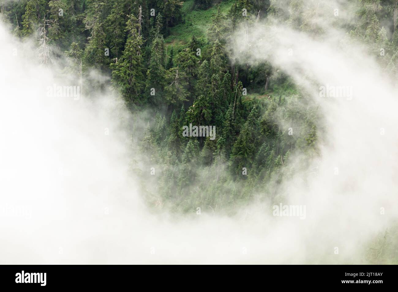 Nubes y árboles bajos tipo Zen vistos desde el mirador de Evergreen Mountain, Cascade Range, Mt. Bosque Nacional Baker-Snoqualmie, Estado de Washington, EE.UU Foto de stock