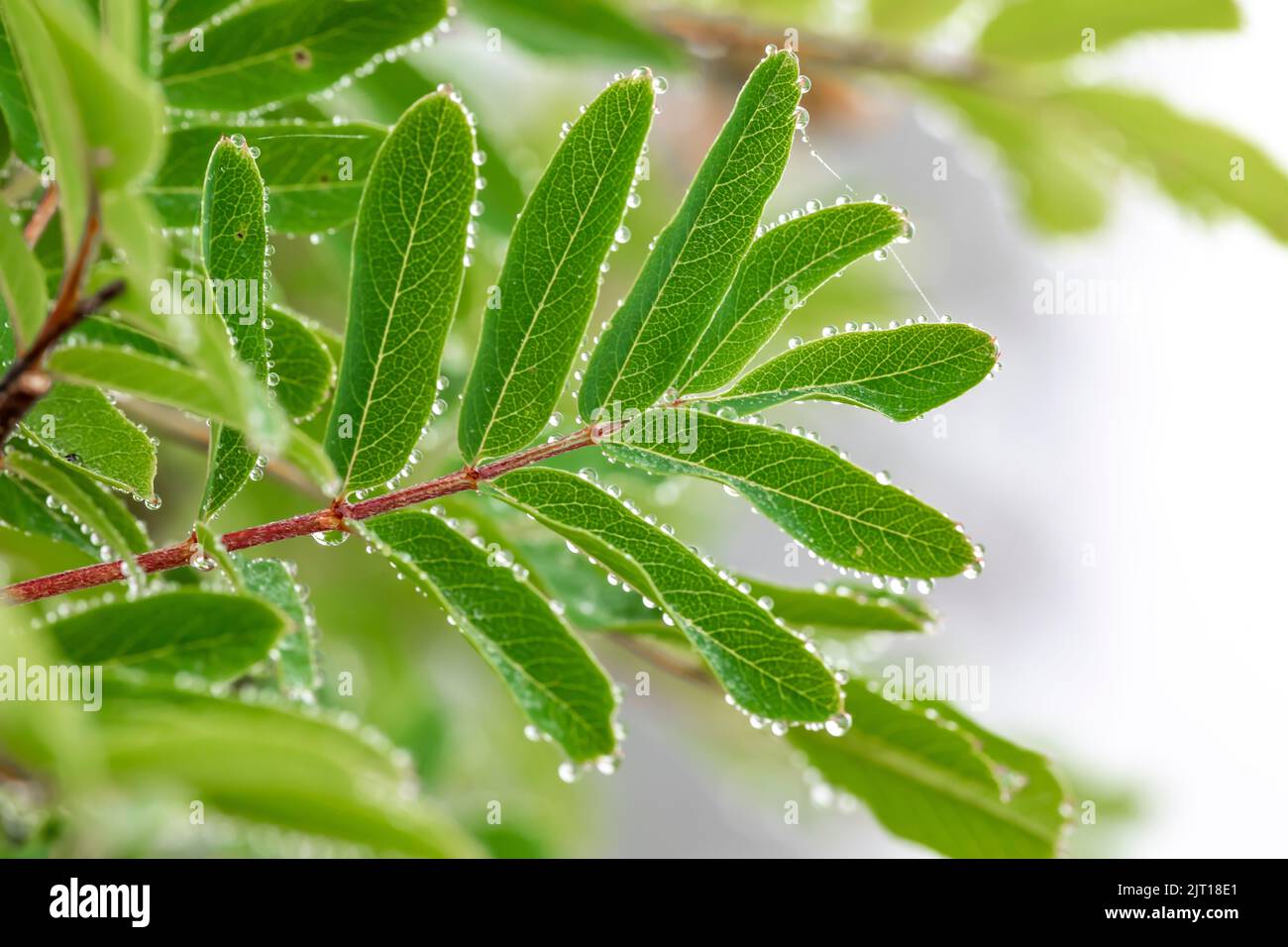 Sitka Montaña Ceniza, Sorbus sitchensis, hojas en la mañana rocío en la Montaña Evergreen, Cascade Range, Mt. Bosque Nacional Baker-Snoqualmie, Washington S. Foto de stock