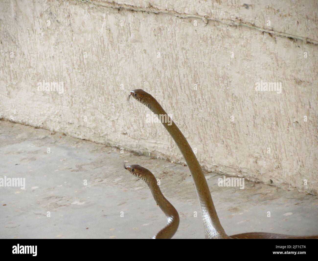 Las dos serpientes en el suelo Foto de stock