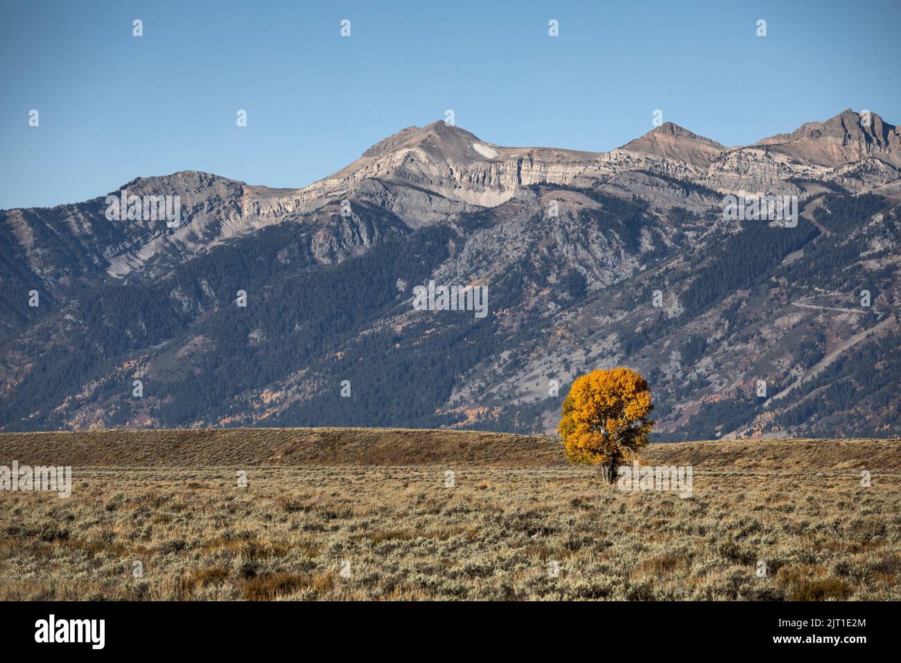 WY05022-00....WYOMING - Lone Cottonwood Tree en el Parque Nacional Grand Teton. Foto de stock