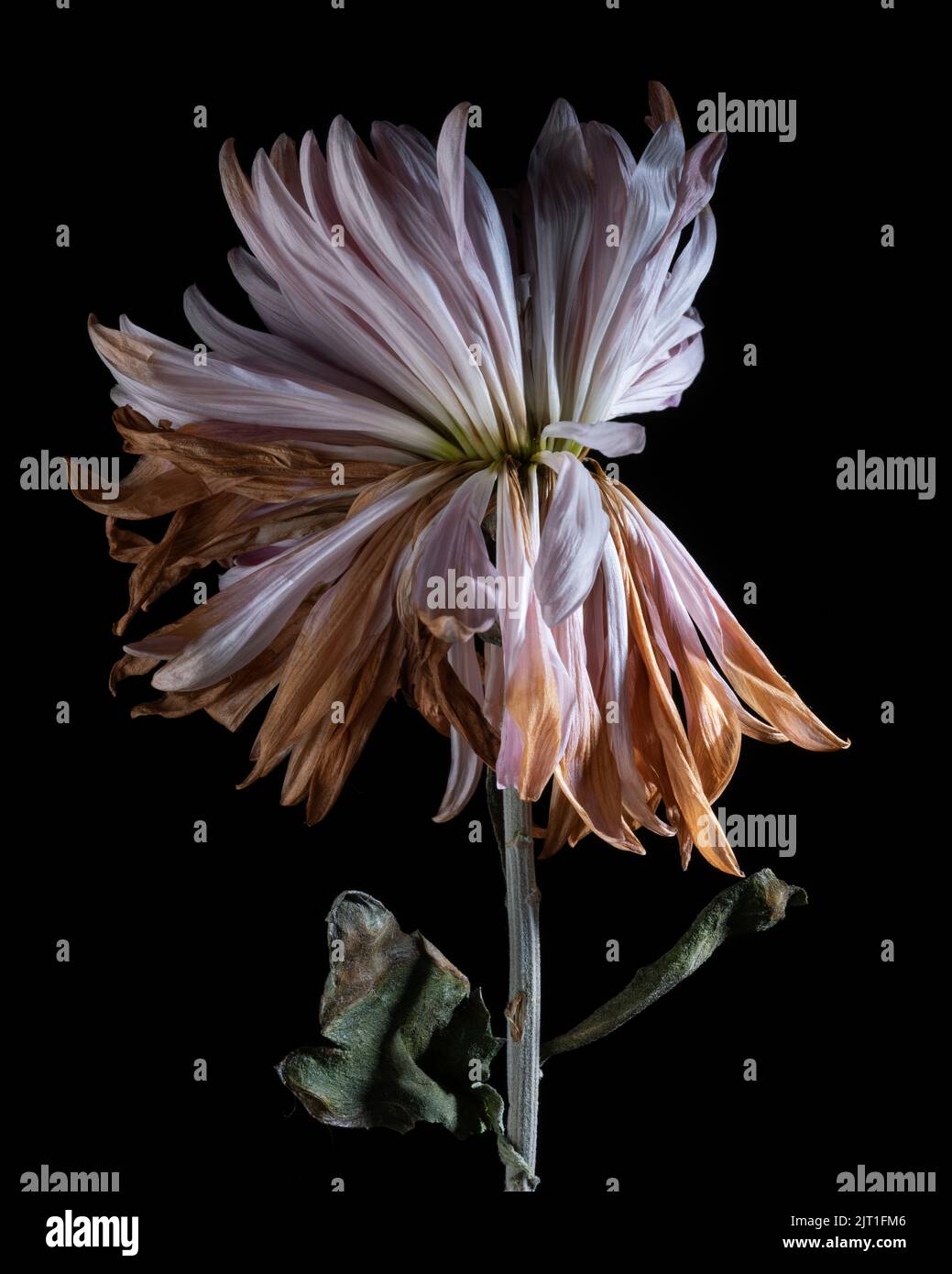 Retrato de la flor del crisantemo rosado - parte 2, la flor marchita y marchita Foto de stock