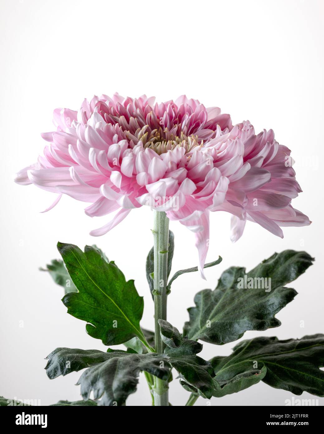 Retrato de la flor del crisantemo rosado - parte 1, flor en flor completa Foto de stock