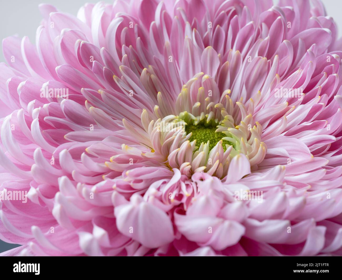 Retrato de la flor del crisantemo rosado - parte 1, flor en flor completa Foto de stock