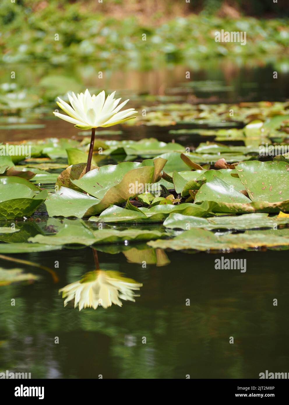 Lirio de agua (Nymphaea odorata) Foto de stock