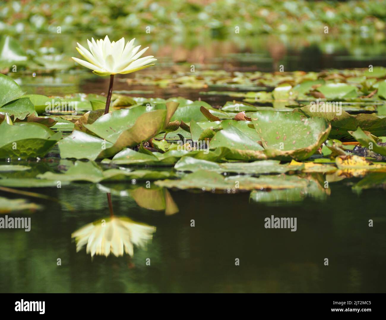 Lirio de agua (Nymphaea odorata) Foto de stock