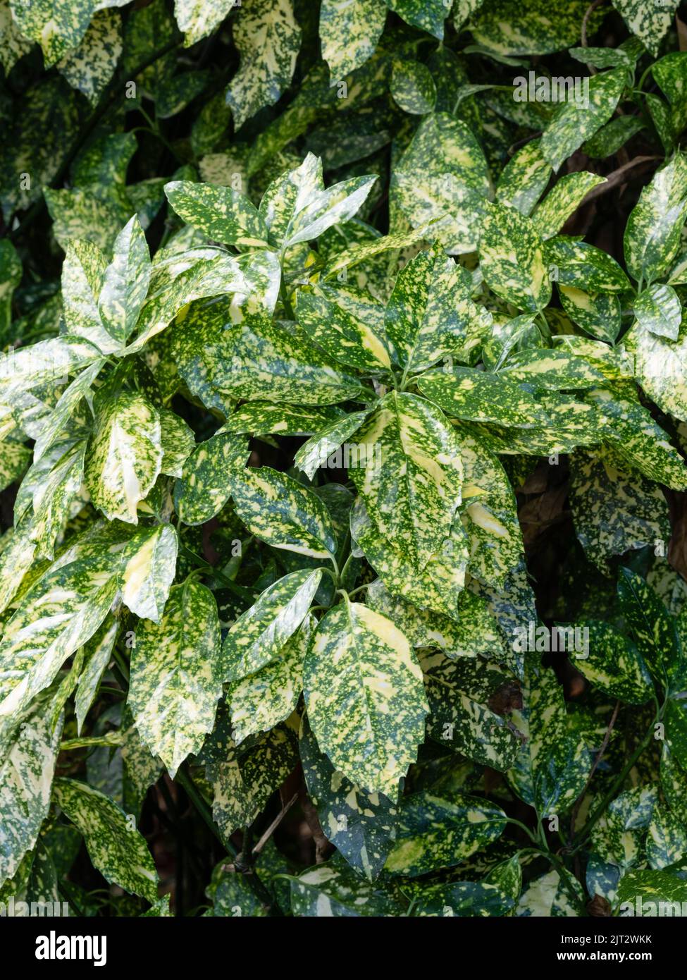 Follaje amarillo manchado del robusto arbusto variegado de hoja perenne, Aucuba japonica 'Marmorata' Foto de stock