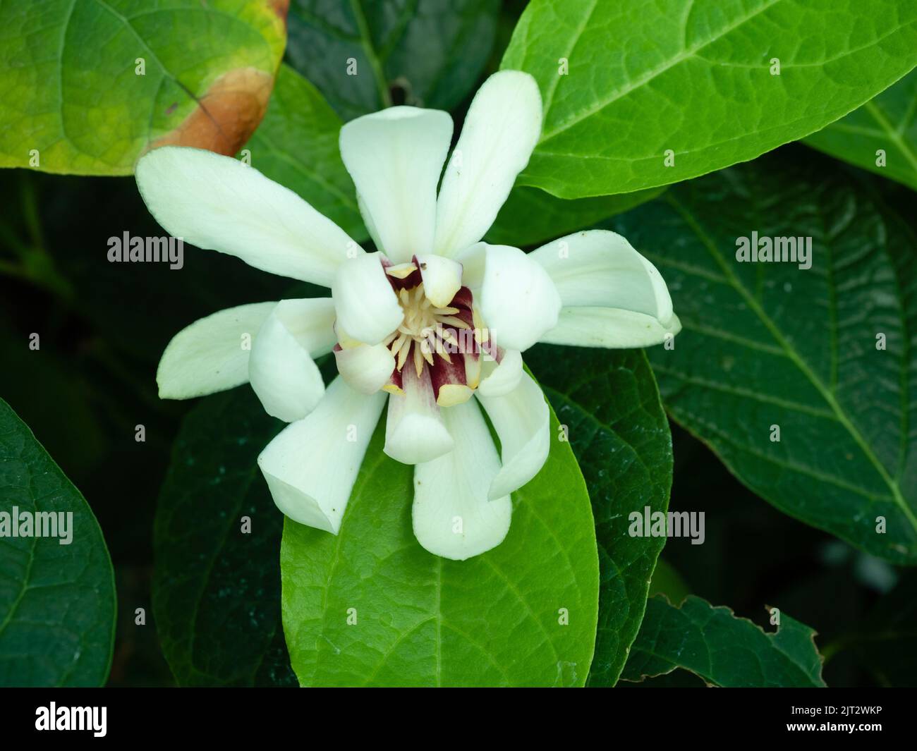 Flor blanca de verano del complejo híbrido sweetbush, Calycanthus 'Venus' Foto de stock