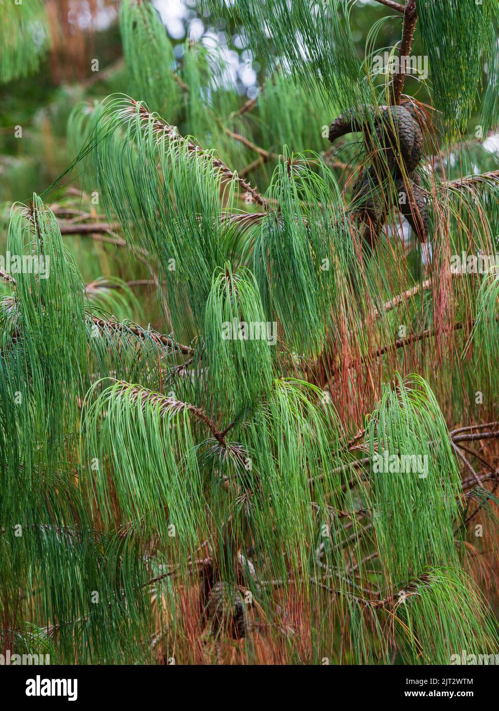Agujas verdes y marrones de la conífera perenne, Pinus patula, mostrando el efecto de la sequía de 2022 Foto de stock